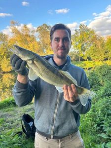 Zander