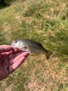 Smallmouth Bass
