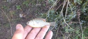 Green Sunfish