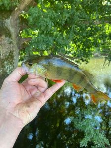 European Perch