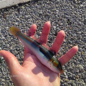 Mediterranean Rainbow Wrasse