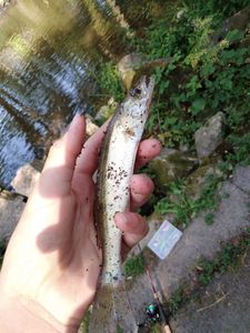 Zander