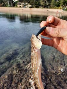 Atlantic Lizardfish