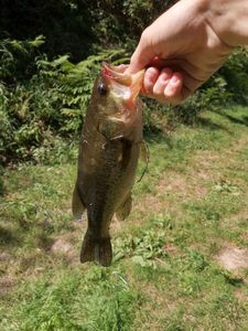 Largemouth Bass