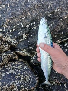 Mackerel