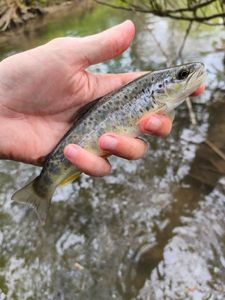 Brown Trout