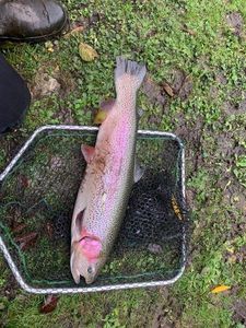 Rainbow Trout