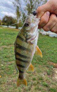 European Perch