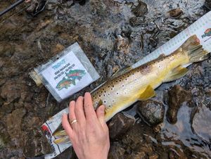Brown Trout