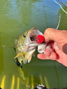 Largemouth Bass