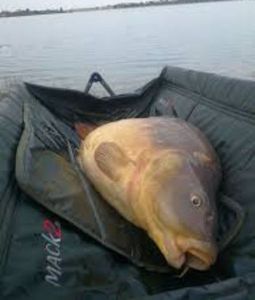 Leather Carp