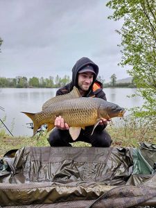 Common Carp