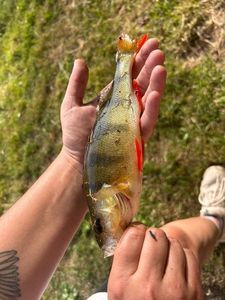 European Perch