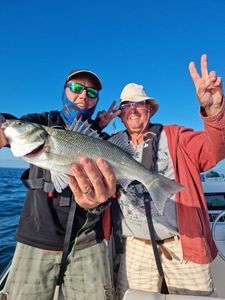 European Bass (Seabass)
