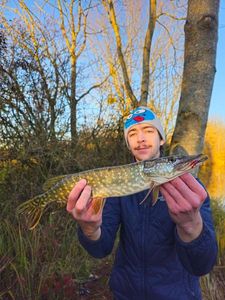 Northern Pike