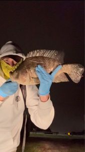 Nile Tilapia