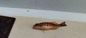 Petit poisson de roche 