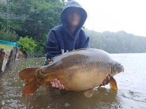 Mirror Carp
