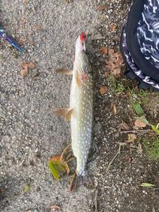 Northern Pike