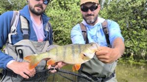 European Perch