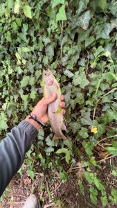 Rainbow Trout