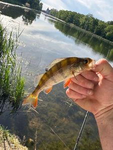 European Perch