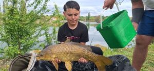 Common Carp