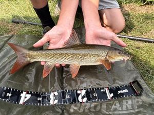 Barbel