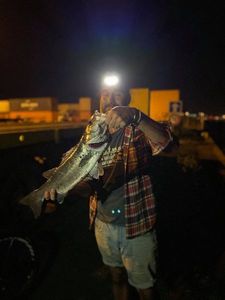 European Bass (Seabass)