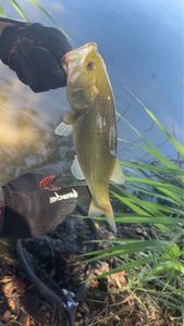 Largemouth Bass