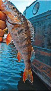 European Perch