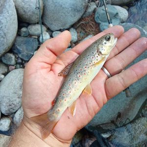 Brown Trout