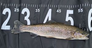 Rainbow Trout