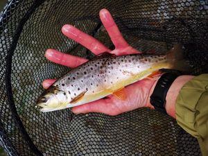 Brown Trout