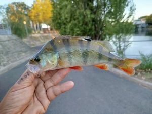 European Perch