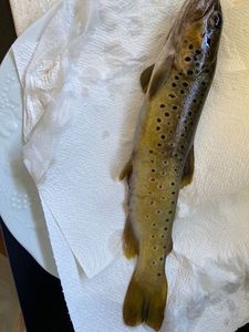 Brown Trout