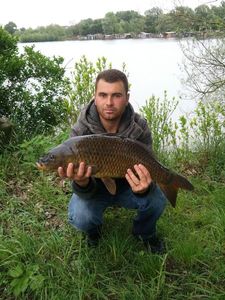 Common Carp