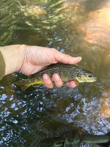 Brown Trout