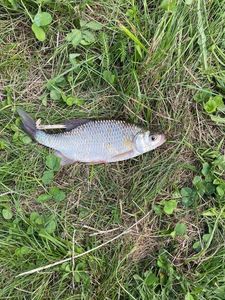 Crucian Carp