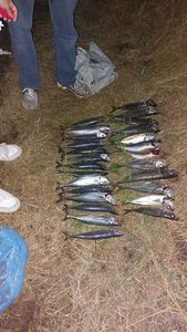 Mackerel