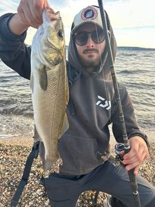 European Bass (Seabass)