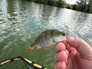 European Perch