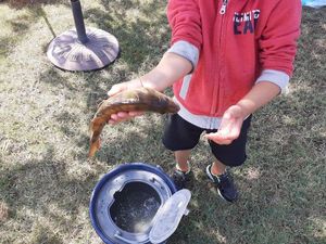 European Perch