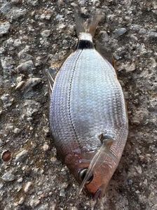 Annular Seabream