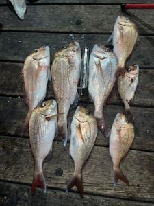 Red Snapper
