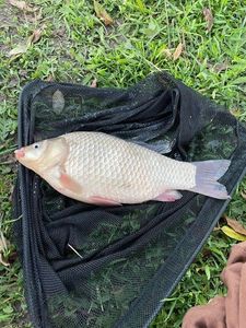 Crucian Carp