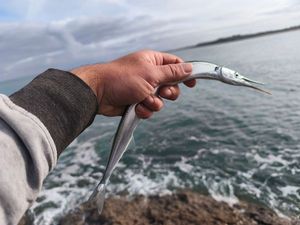 Garfish