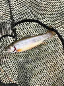 Brook Trout