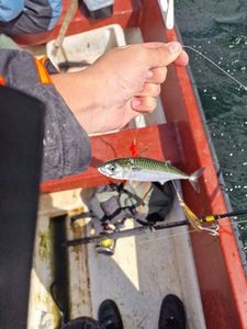 Mackerel