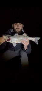 European Bass (Seabass)